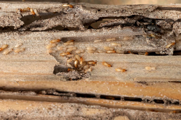 Wasp Removal Services in Thonotosassa, FL